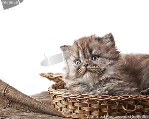 Image of British long hair kitten