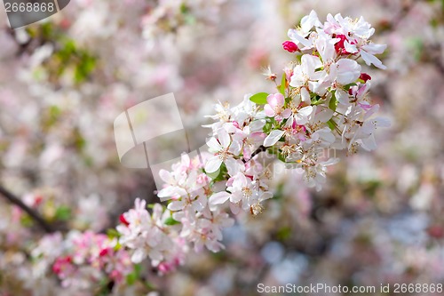 Image of blooming apple tree