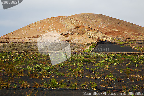 Image of cultivation   screw grapes wall crops  