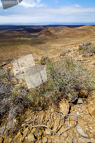 Image of flower  bush  volcanic rock stone   lanzarote spain plant 