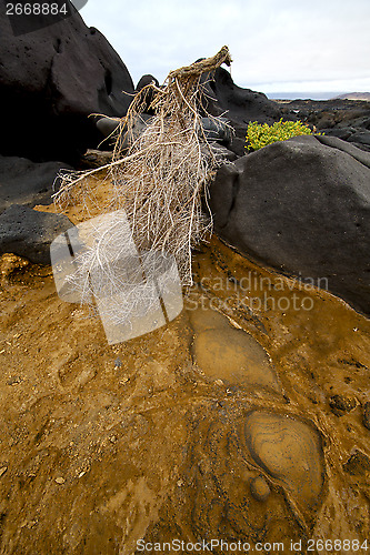 Image of flower branch abstract pond water coastline salt 