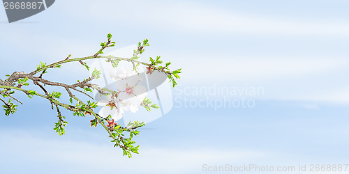 Image of Spring blossom apricot tree against blue sky
