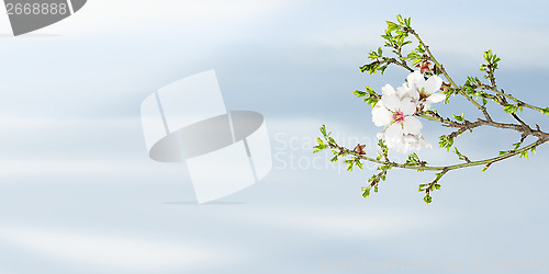 Image of Spring blooming almond tree against blue sky