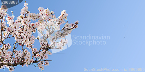 Image of Big branch of springtime blossom almond tree