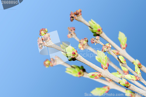 Image of Spring branches with blooming green buds