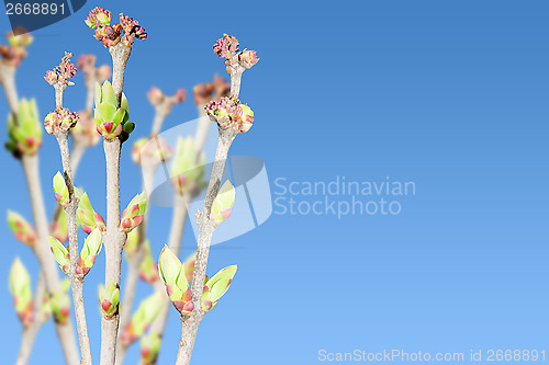 Image of Spring blooming green bush branches with leaves