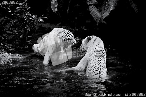 Image of White Tiger