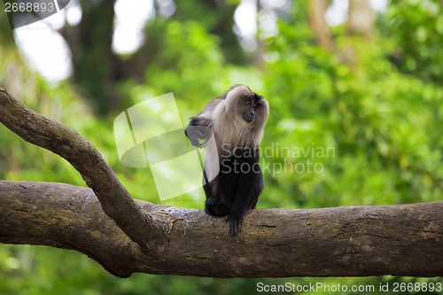 Image of Lion-tailed Macaque