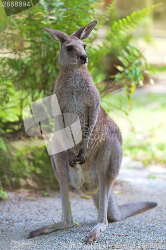 Image of Eastern Grey Kangaroo