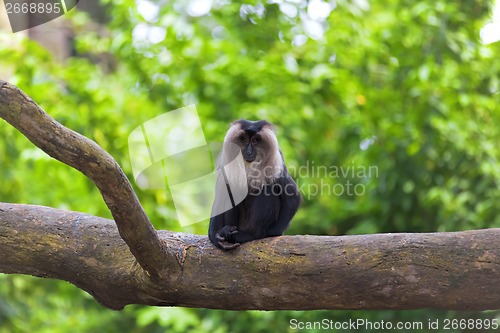 Image of Lion-tailed Macaque
