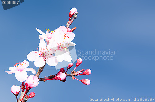 Image of Springtime plum blossoms pink buds and flowers