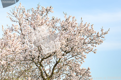 Image of Almond tree with spring blossom flowers