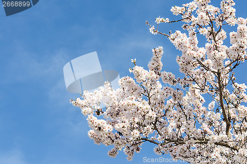 Image of Almond tree springtime blooming of white flowers over blue sky