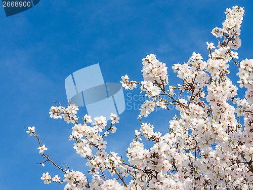 Image of Springtime bloom of apricot tree against blue sky