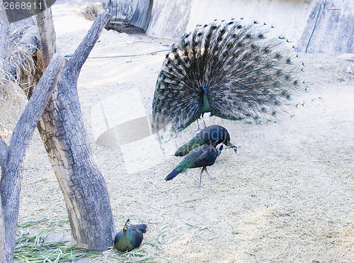 Image of peacocks