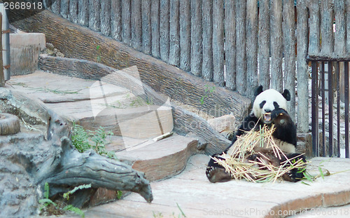 Image of panda