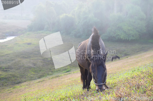 Image of horses