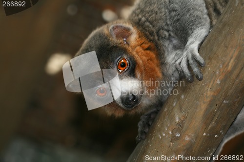 Image of Mongoose Lemur