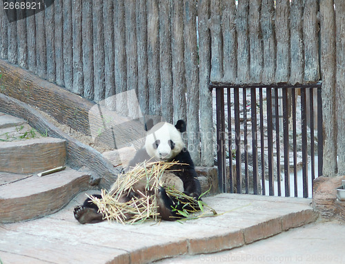 Image of panda