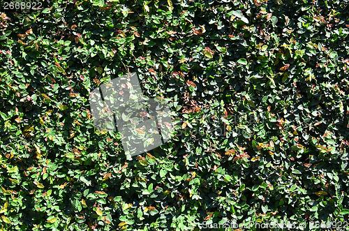 Image of green fence