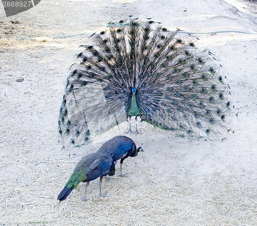 Image of peacocks