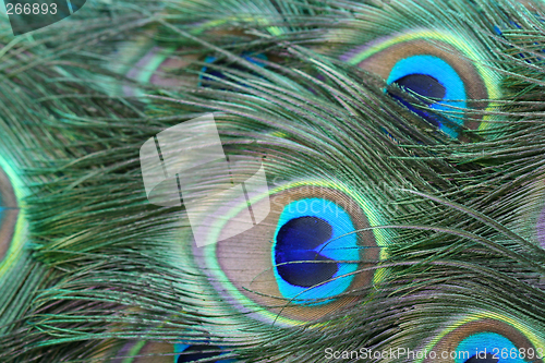 Image of Peacock Tail Feathers