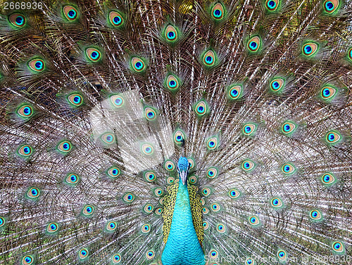 Image of peacock