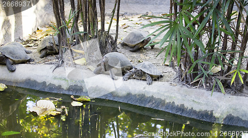 Image of tortoises