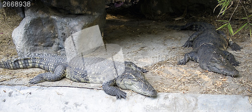 Image of crocodiles