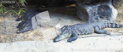 Image of crocodiles