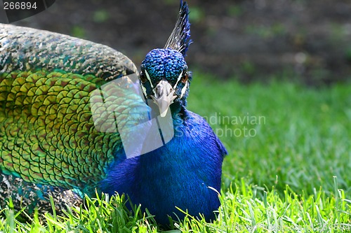 Image of Peacock in the grass