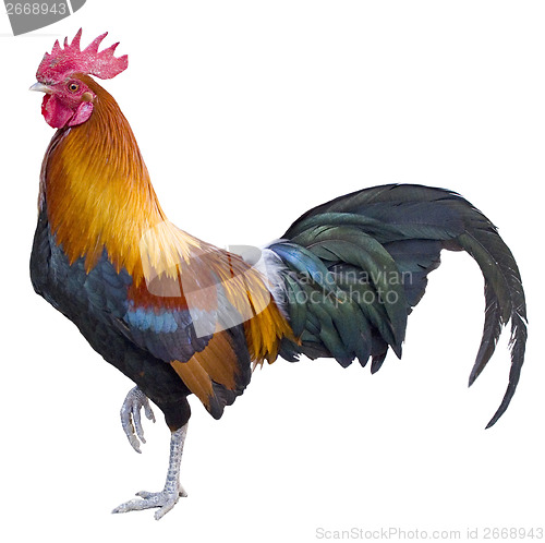 Image of rooster