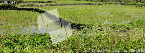 Image of rice field