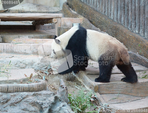 Image of panda