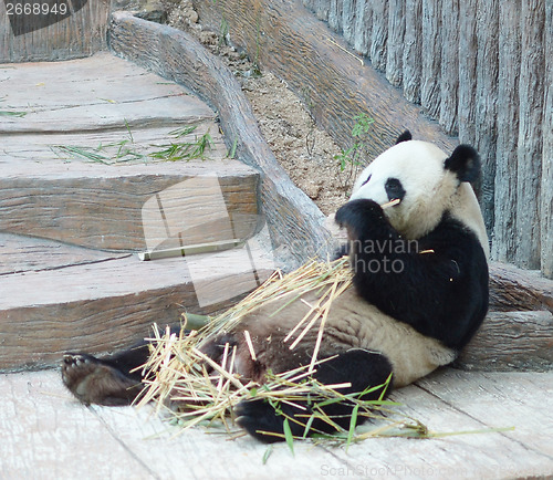 Image of panda