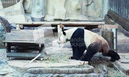 Image of panda