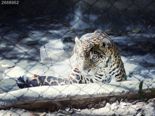 Image of jaguar