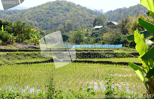 Image of rice field