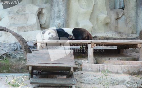 Image of sleeping panda