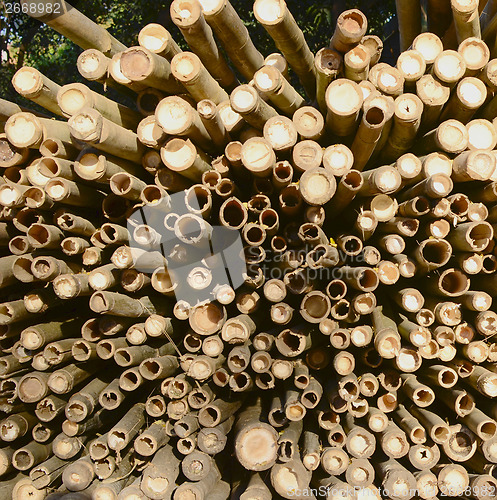 Image of bamboo background