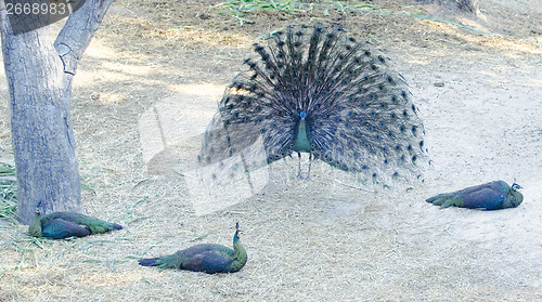 Image of peacocks