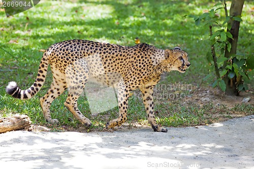 Image of Wild Cheetah