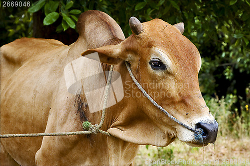 Image of   africa front brown cow bite in the bush