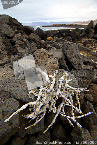 Image of   branch abstract pond water coastline salt in  lanzarote spain 