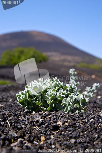 Image of plant la geria wall grapes cultivation  viticulture  