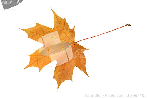 Image of Autumn Leaf