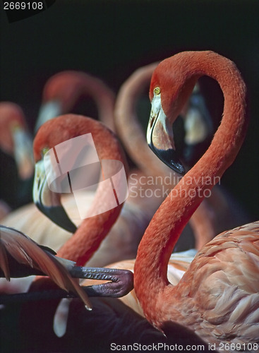 Image of Flamingos