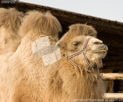 Image of Camel.