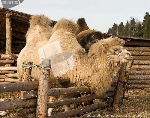 Image of Camel.