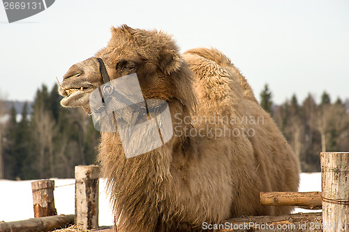 Image of Camel.